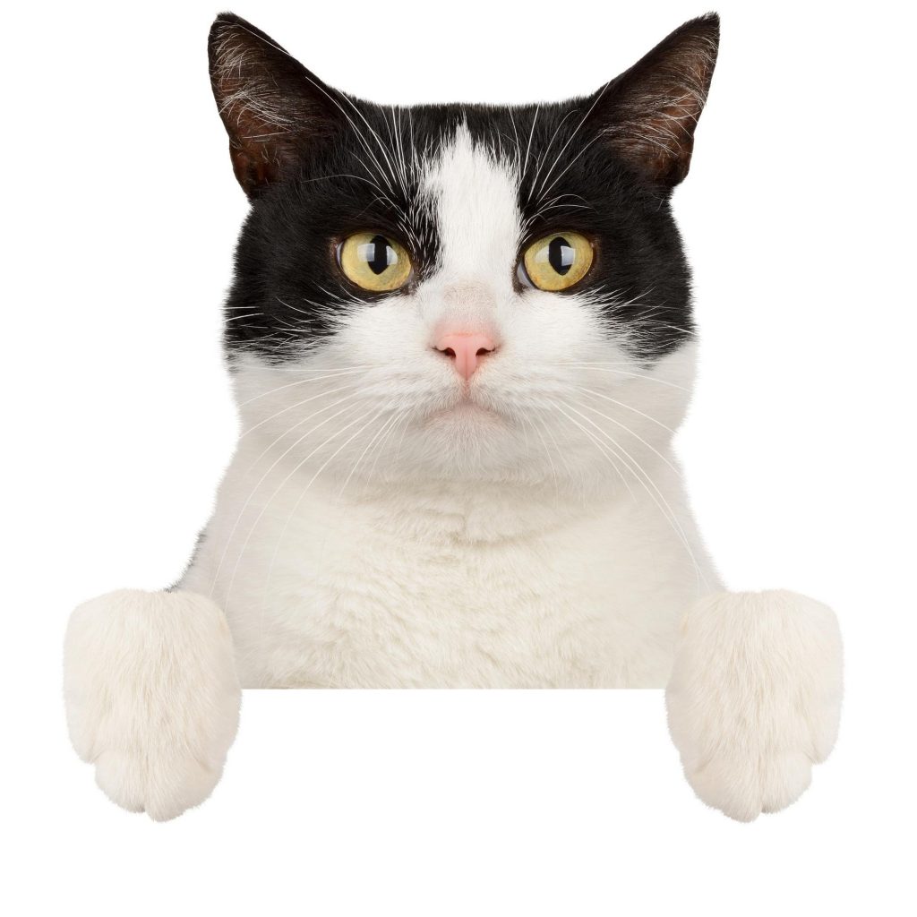 Empty cat. Empty cat